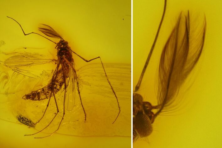 Fossil Fly (Chironomidae) and Wasp (Hymenoptera) in Baltic Amber #145402